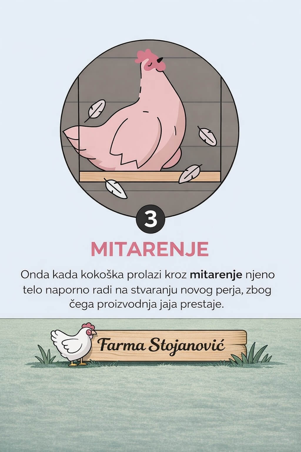 4 razloga zašto kokoške prestaju da nose jaja