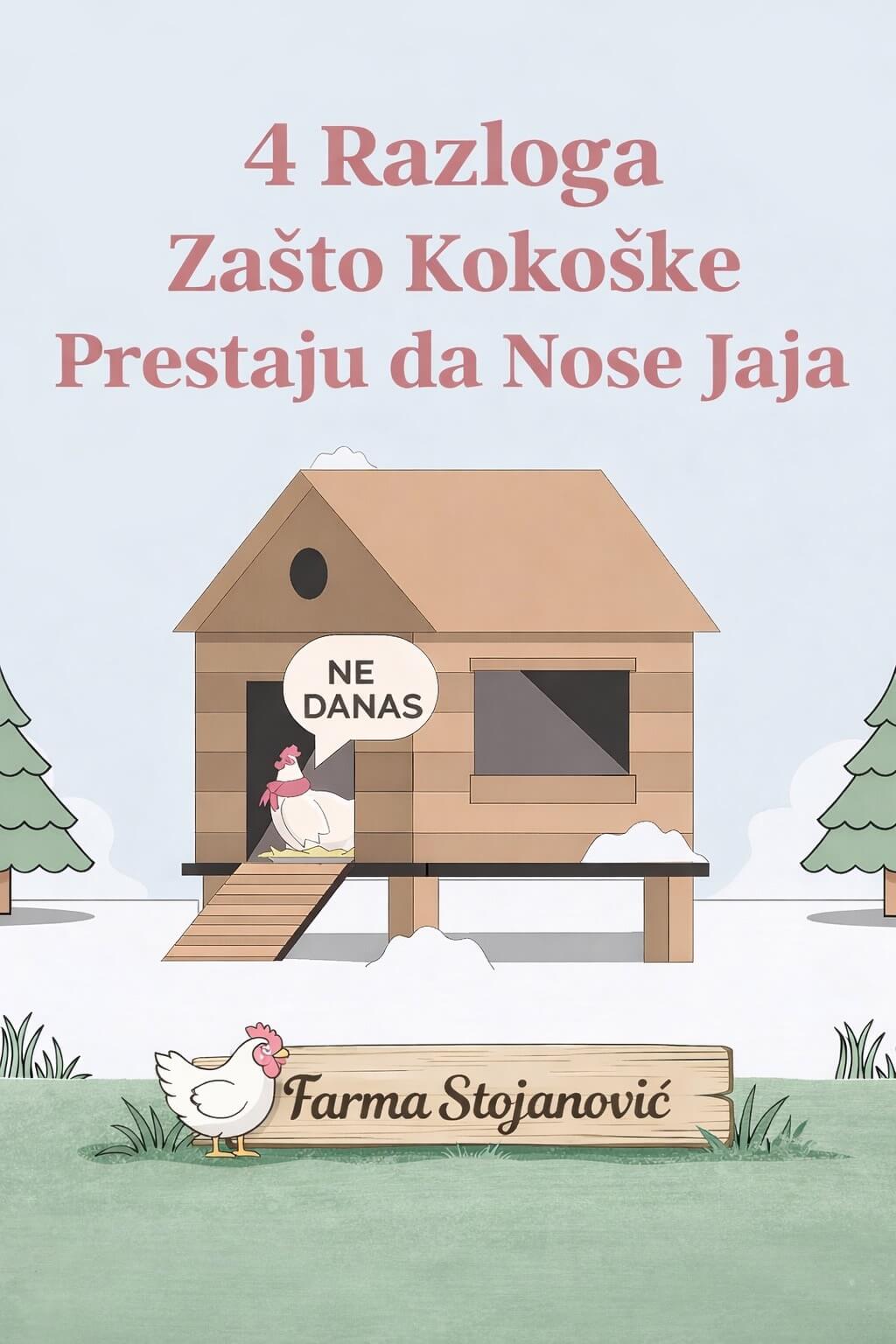 4 razloga zašto kokoške prestaju da nose jaja