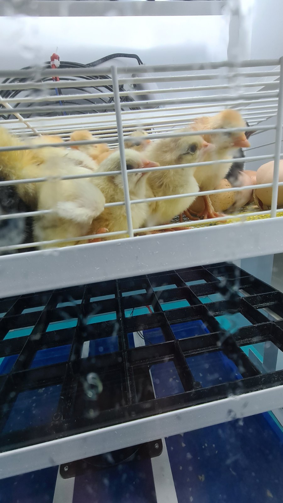 Farma Stojanović - jednodnevni pilići