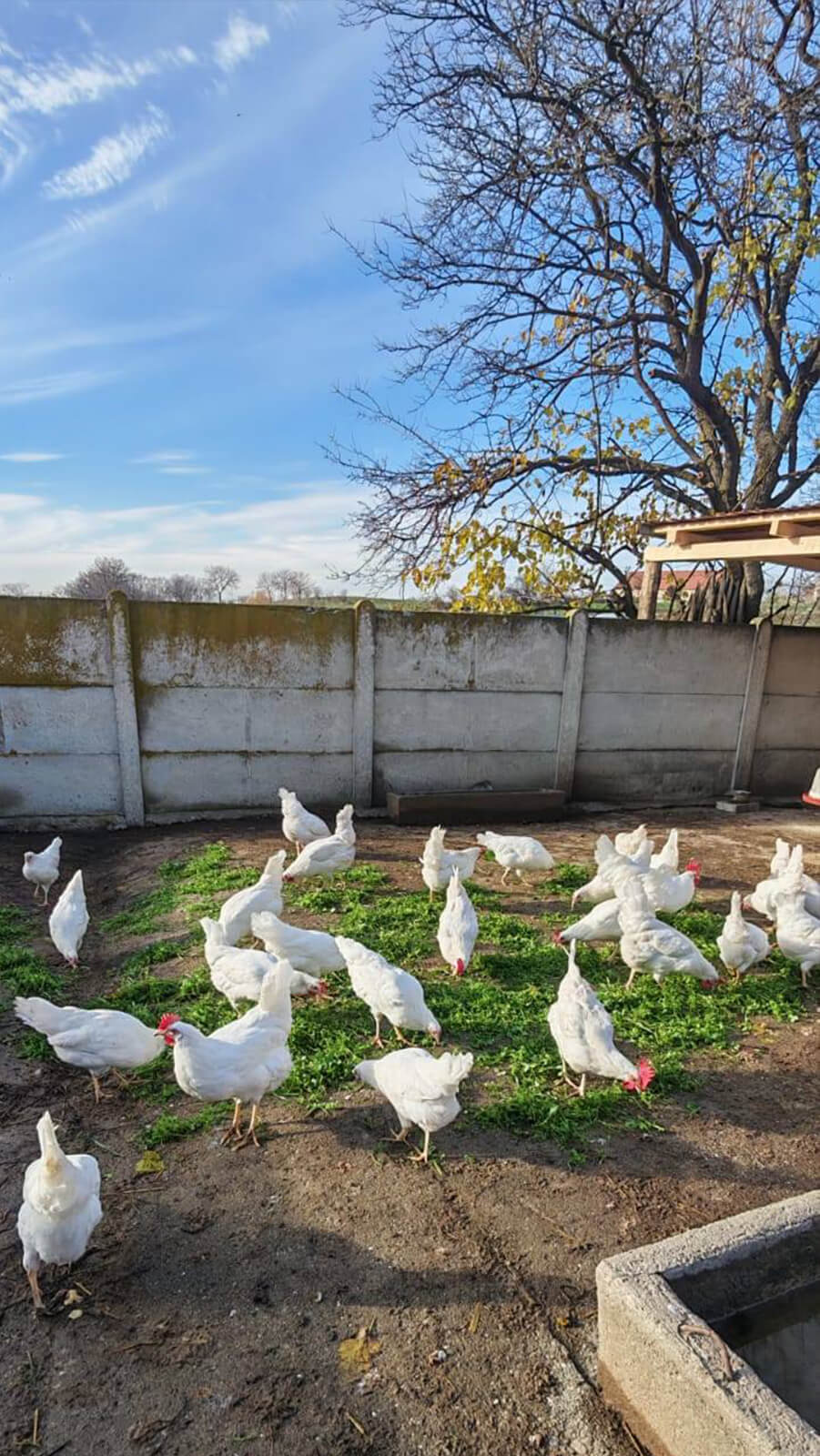 Farma Stojanović - organska proizvodnja
