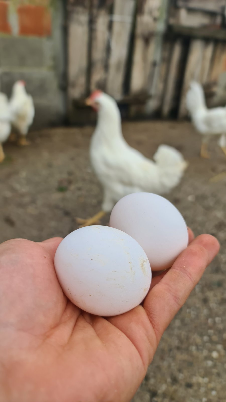 Farma Stojanović - prodaja svežih jaja
