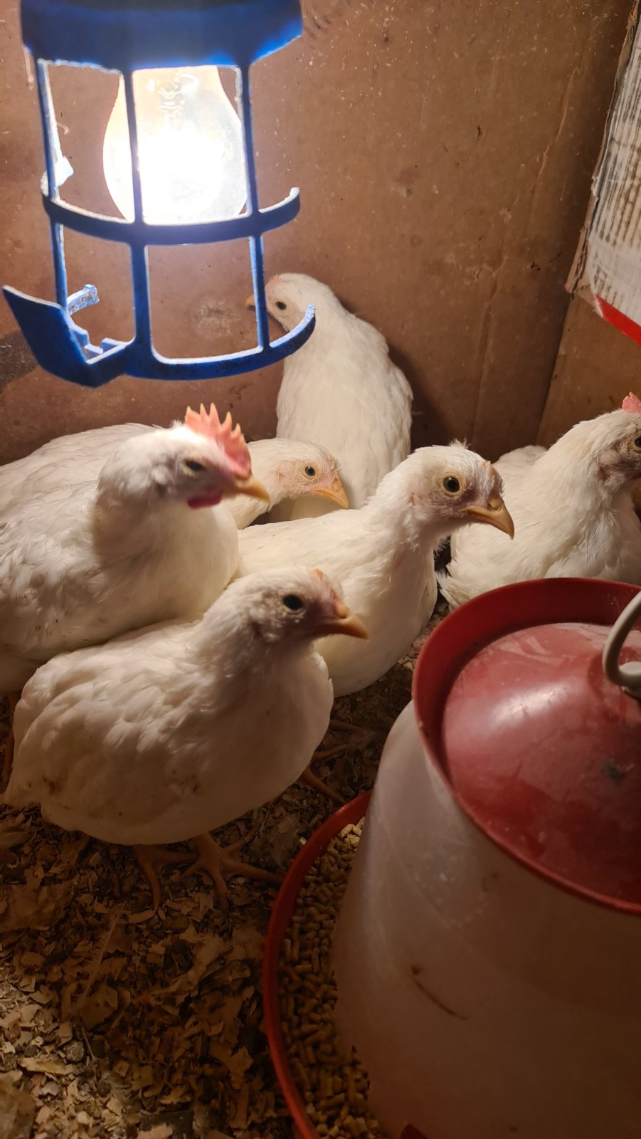 Farma Stojanović - prodaja višednevnih pilića