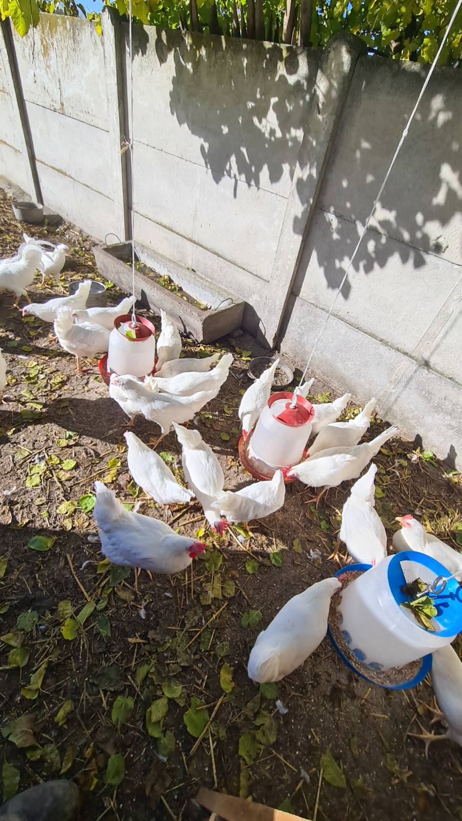 Farma Stojanović - slobodan uzgoj