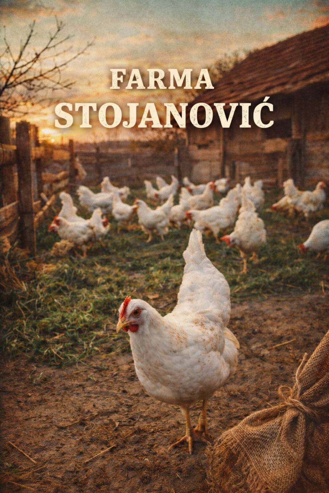 Farma koka nosilja "Stojanović"