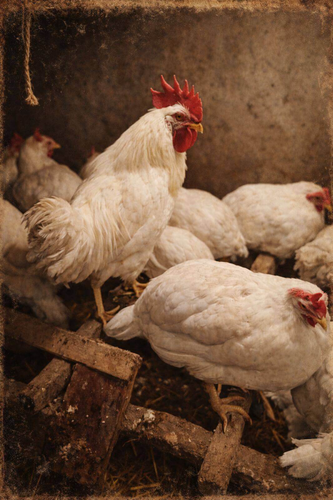 Farma koka nosilja "Stojanović"