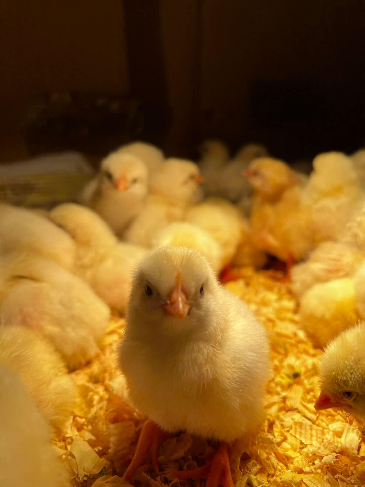 Farma koka nosilja "Stojanović" - Leghorn pilići