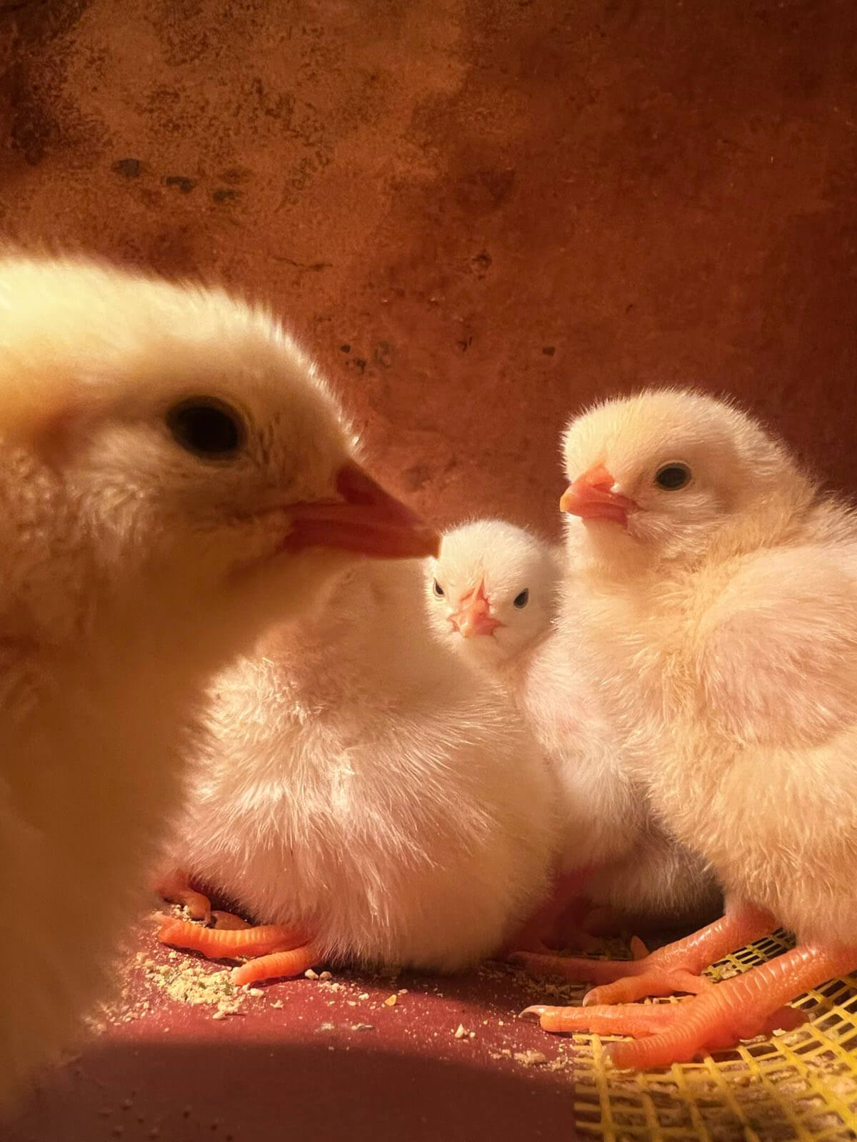 Farma koka nosilja "Stojanović" - Leghorn pilići