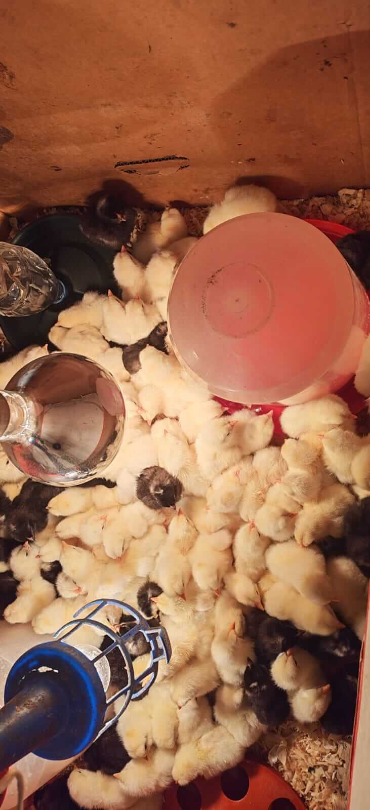 Farma koka nosilja "Stojanović" - Inkubacija pilića