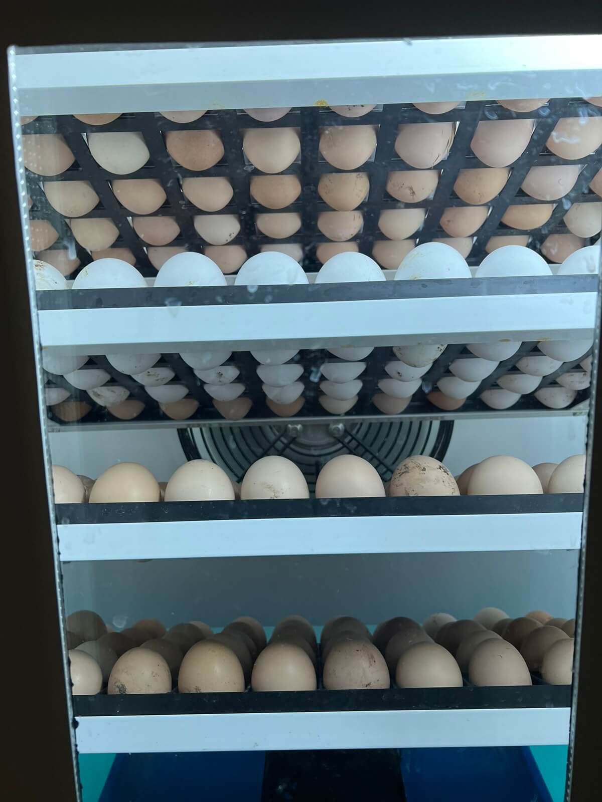 Farma koka nosilja "Stojanović" - inkubacija