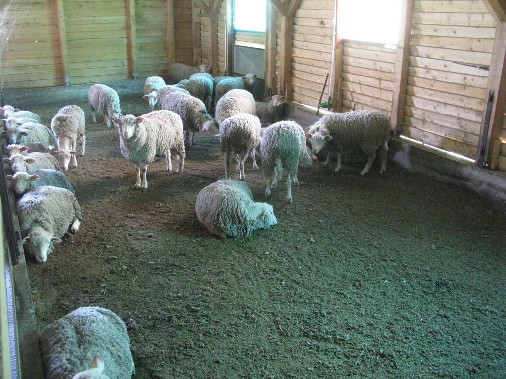 Farma ovaca "Milenković" Strmosten