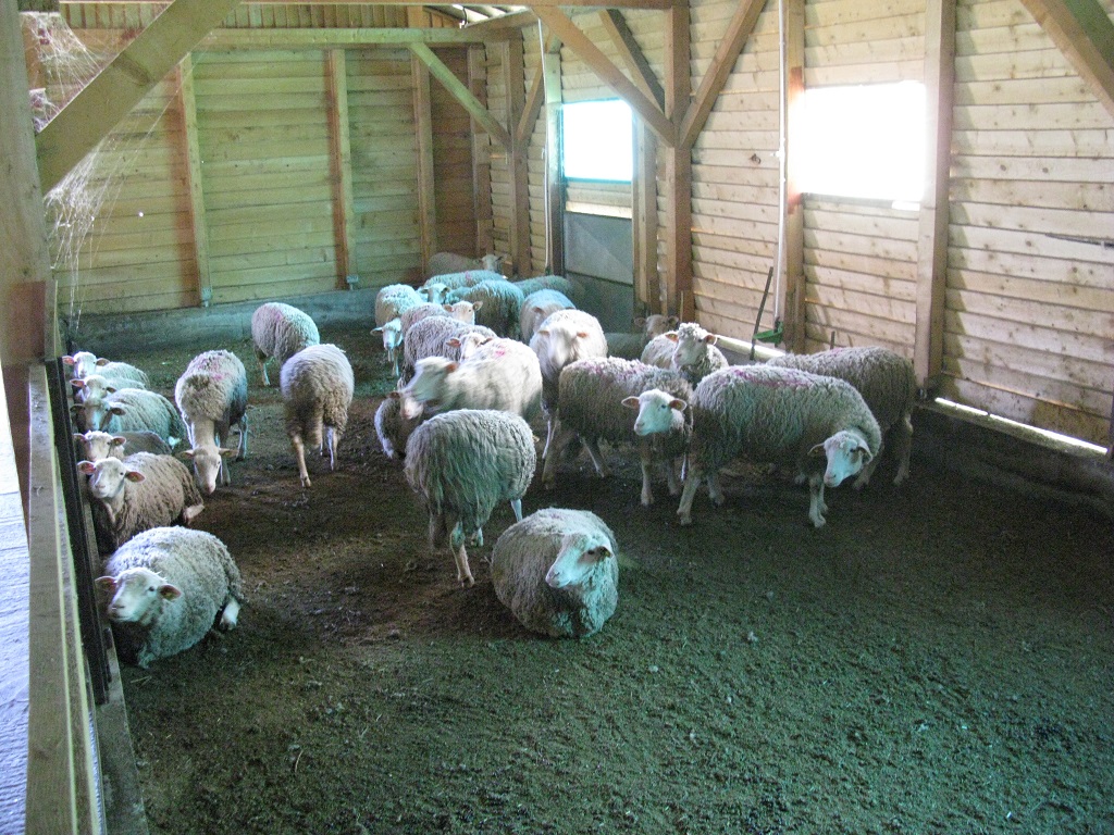 Farma ovaca "Milenković" Strmosten