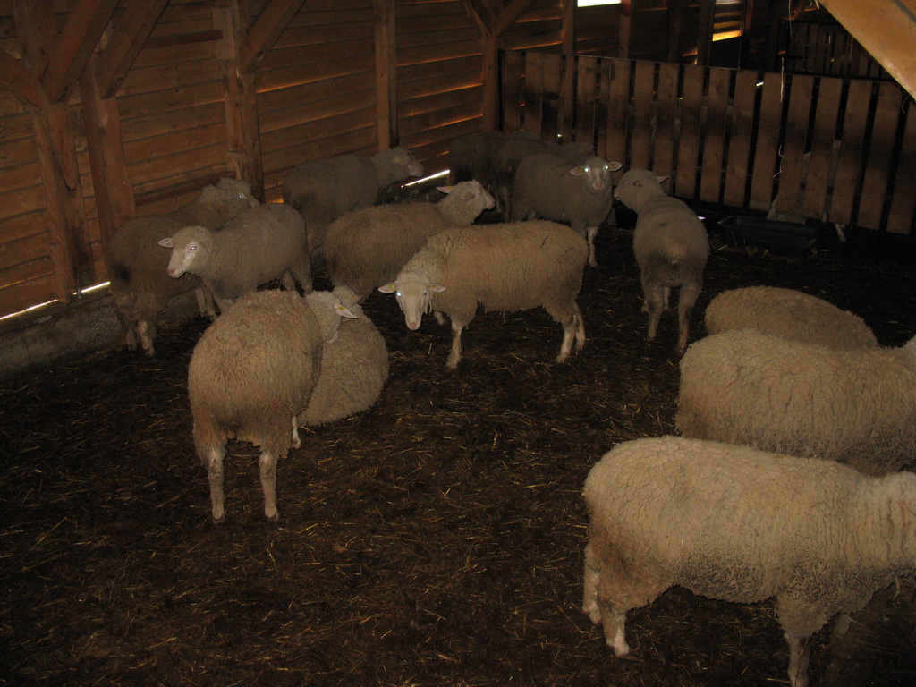Farma ovaca "Milenković" Strmosten
