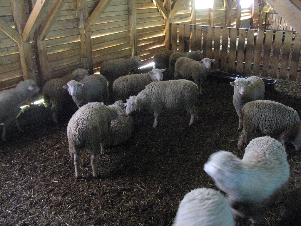 Farma ovaca "Milenković" Strmosten