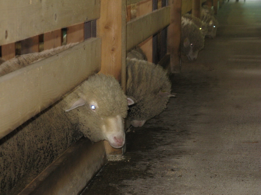 Farma ovaca "Milenković" Strmosten