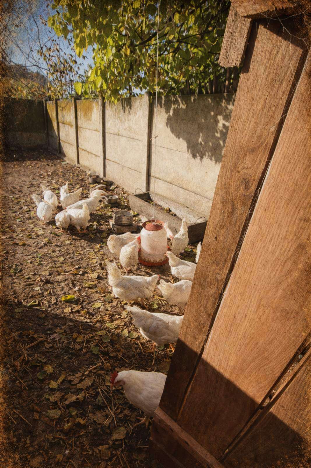 Farma koka nosilja "Stojanović"