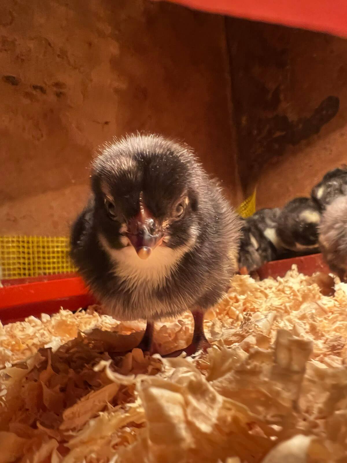 Farma koka nosilja "Stojanović" - Amrok pilići