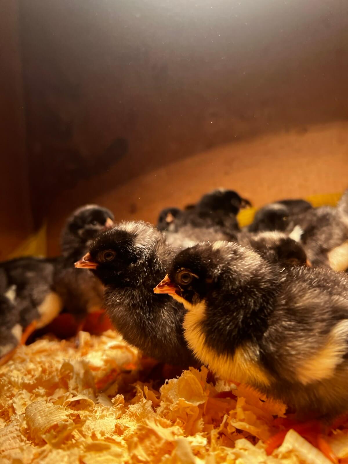 Farma koka nosilja "Stojanović" - Amrok pilići