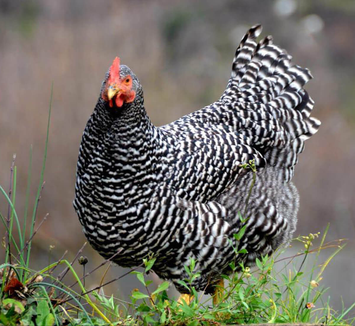 Amrok - Farma "Stojanović" Bigrenica - Ćuprija