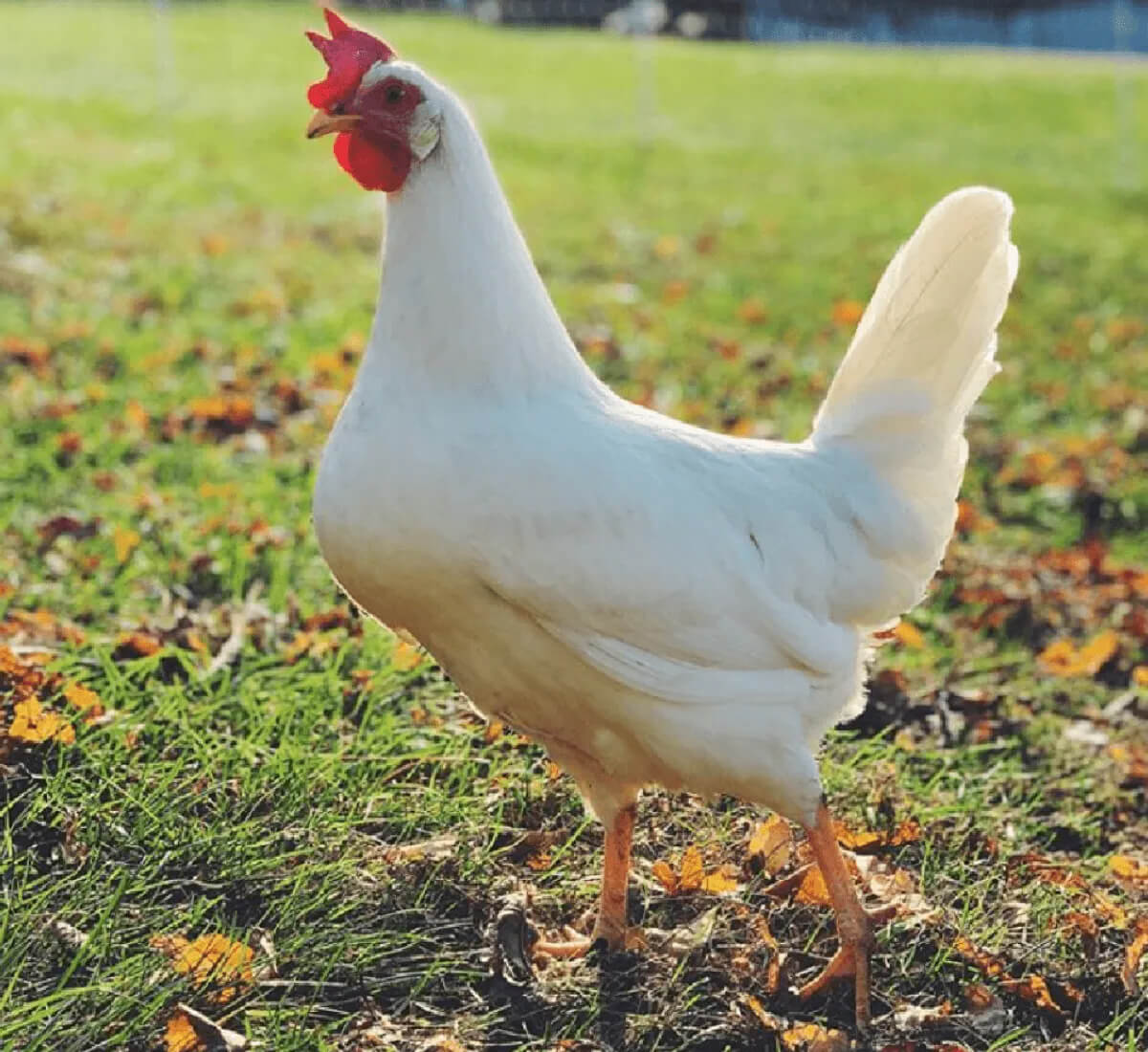Leghorn - Farma "Stojanović" Bigrenica - Ćuprija
